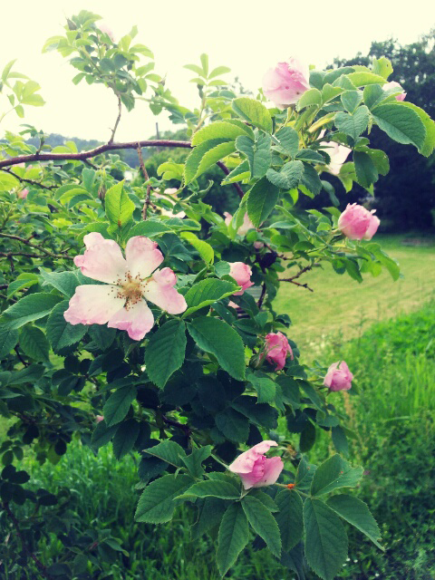 rose-tree-pink
